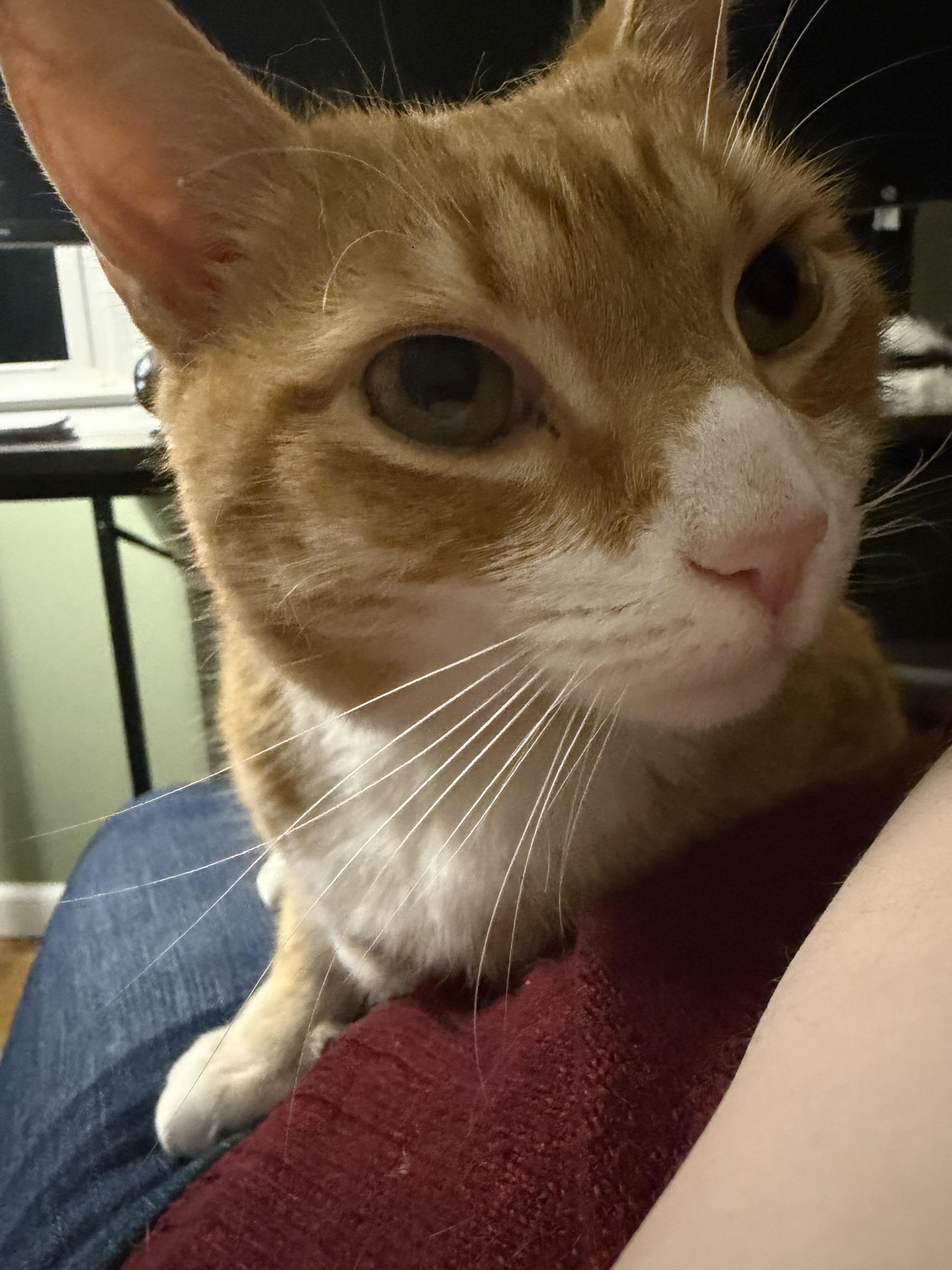 Enlarge Charles and Fiona bonded pair , a ADOPTABLE Domestic Long Hair in Enfield, CT image 2/4