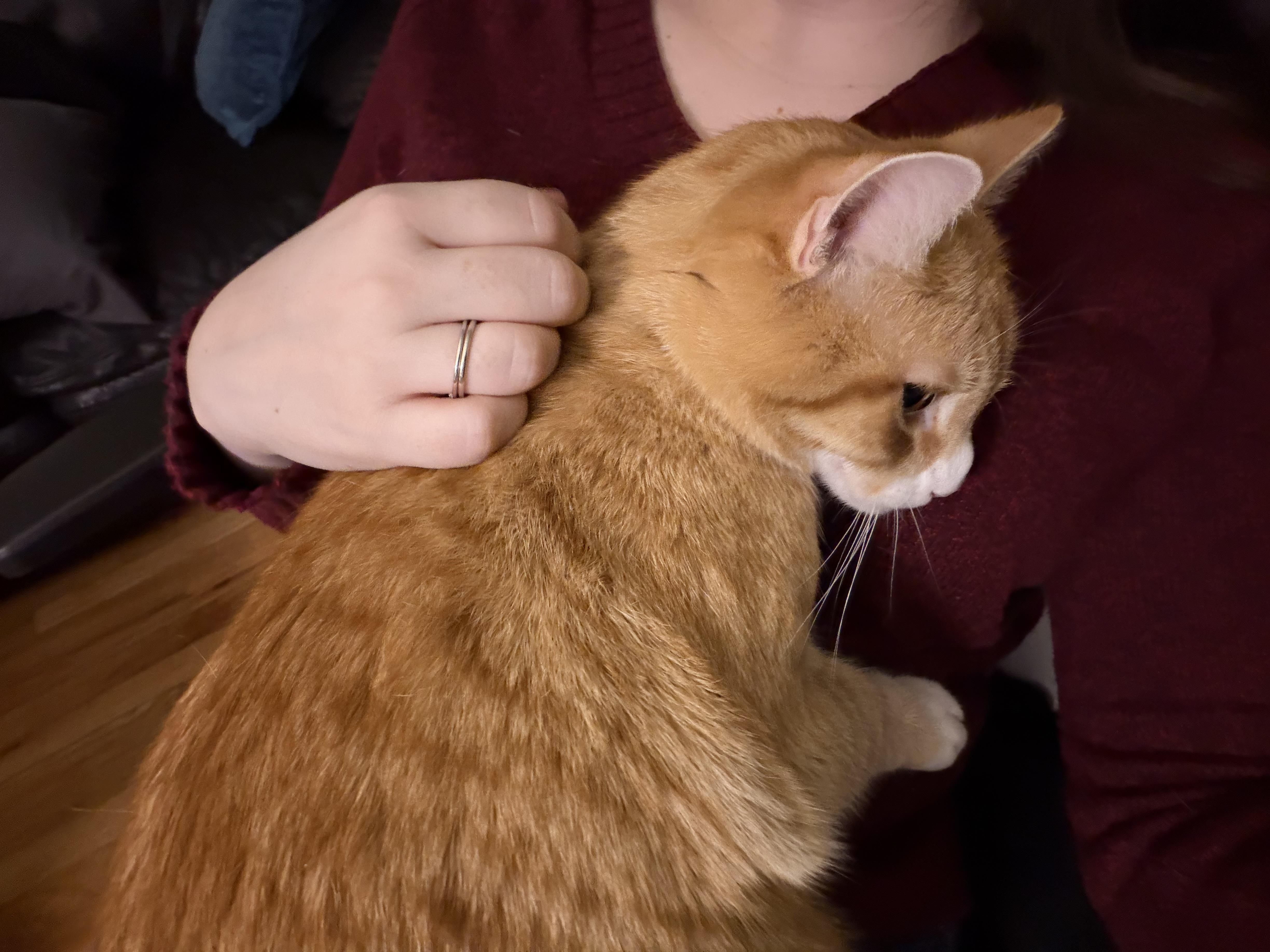 Enlarge Charles and Fiona bonded pair , a ADOPTABLE Domestic Long Hair in Enfield, CT image 4/4
