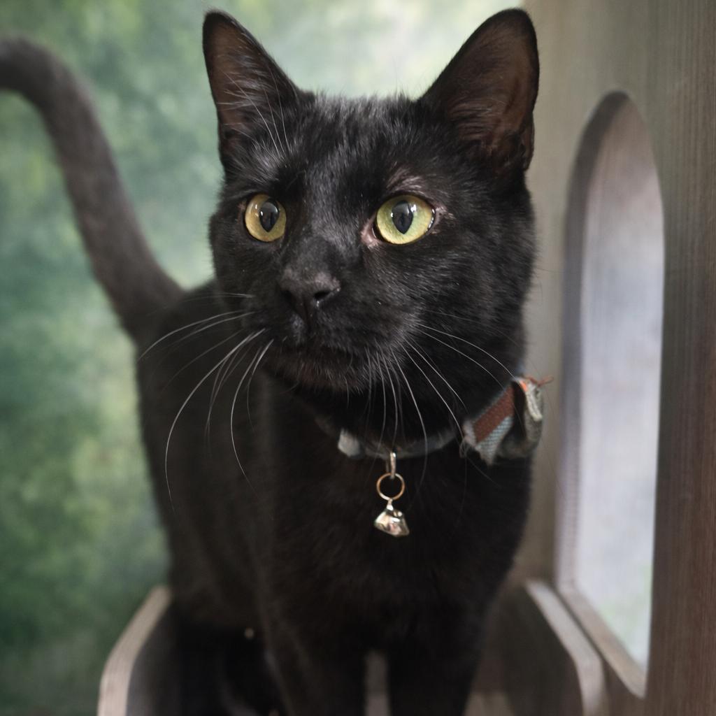 Pluto, Adoptable, Young Male Domestic Short Hair.