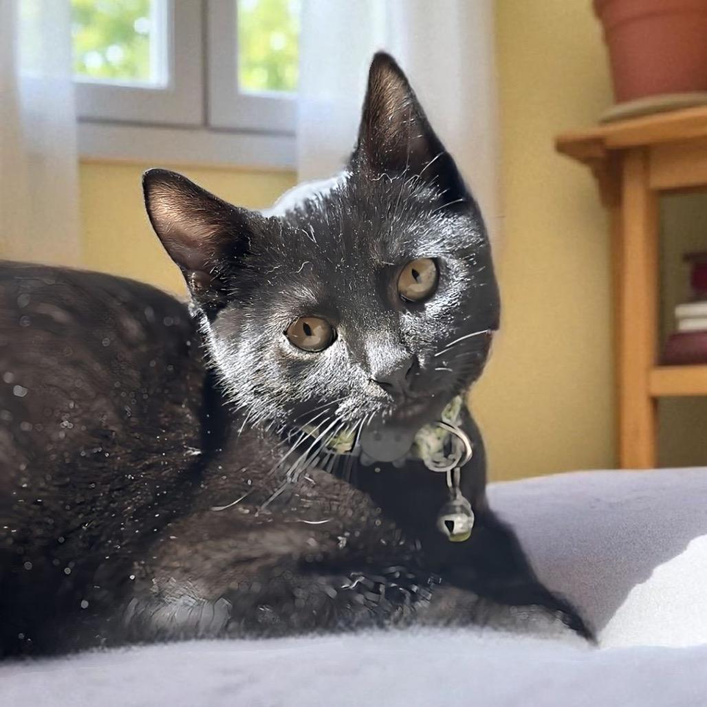 Enlarge Pluto, a Adoptable Domestic Short Hair in Zimmerman, MN image 2/2