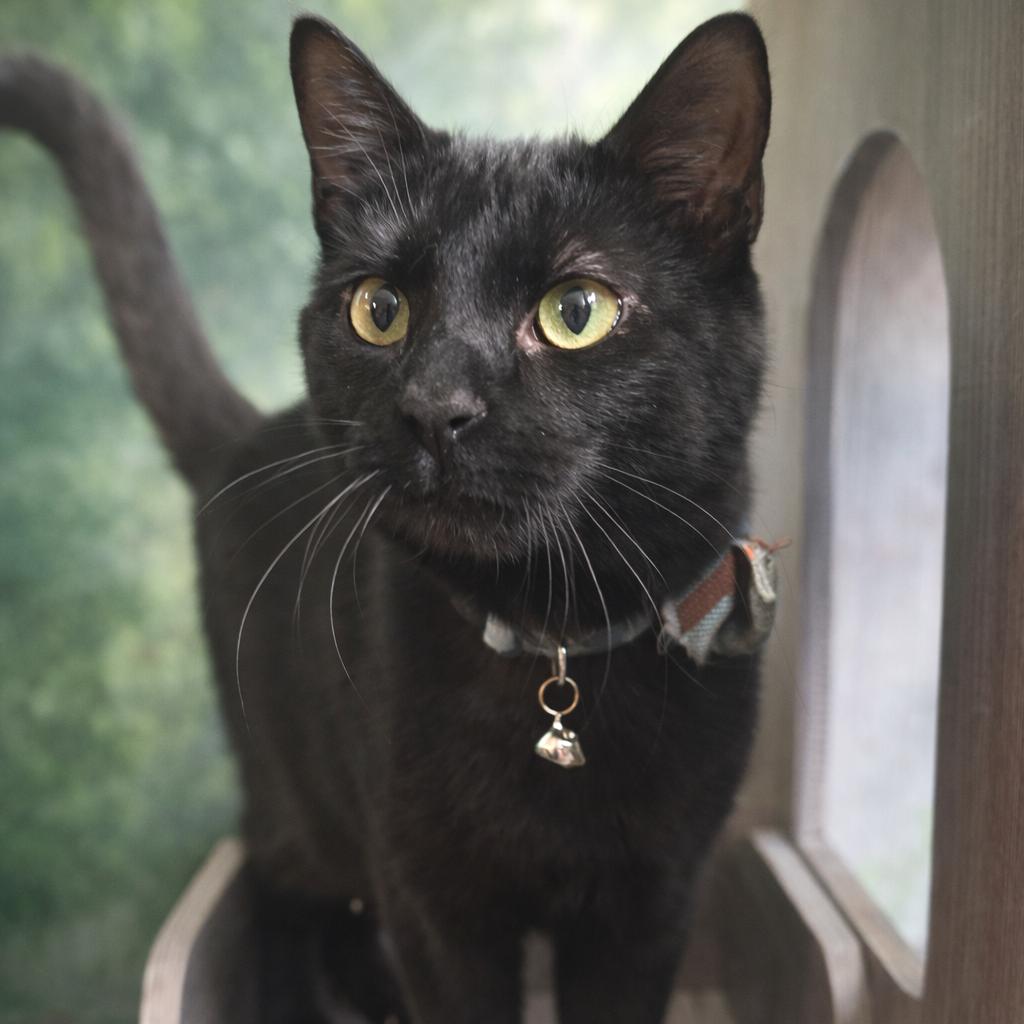 Enlarge Pluto, a Adoptable Domestic Short Hair in Zimmerman, MN image 1/1