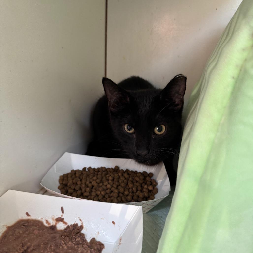 Felix, a Adoptable Domestic Short Hair in Pasadena , MD image 1/2