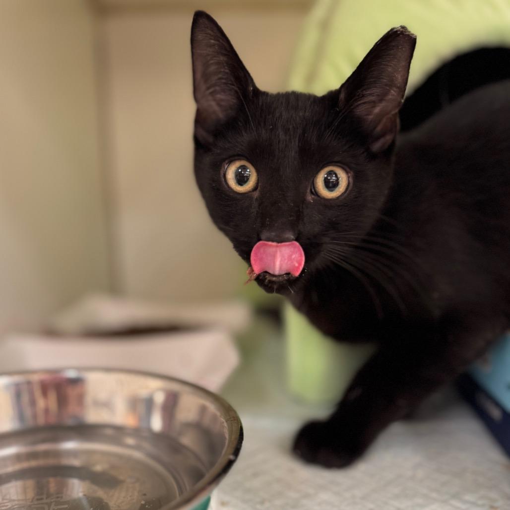 Felix, a Adoptable Domestic Short Hair in Pasadena , MD image 2/2