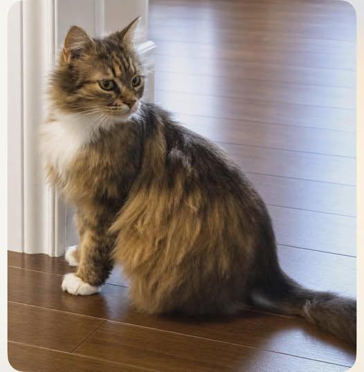 Bunny, ADOPTABLE, Adult Female Domestic Long Hair.