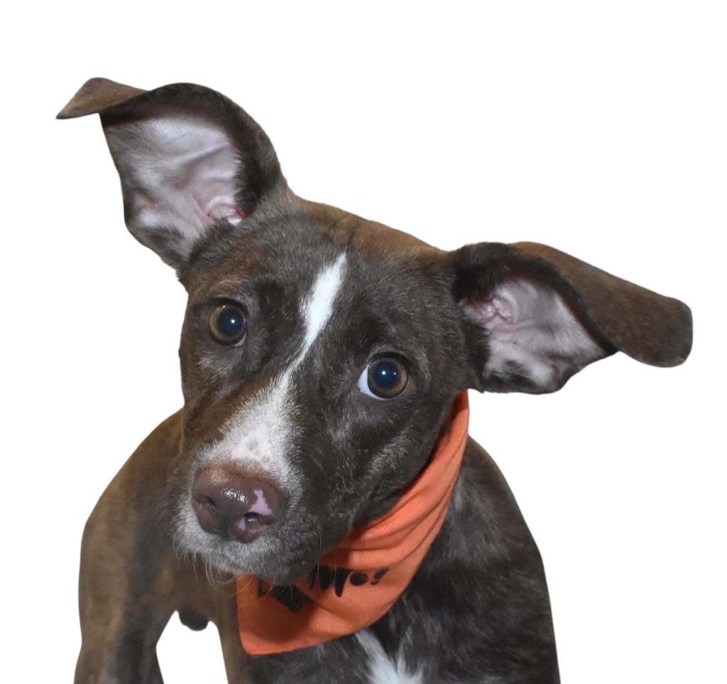 Dobby, a Adoptable Terrier in Springfield, OH image 2/4