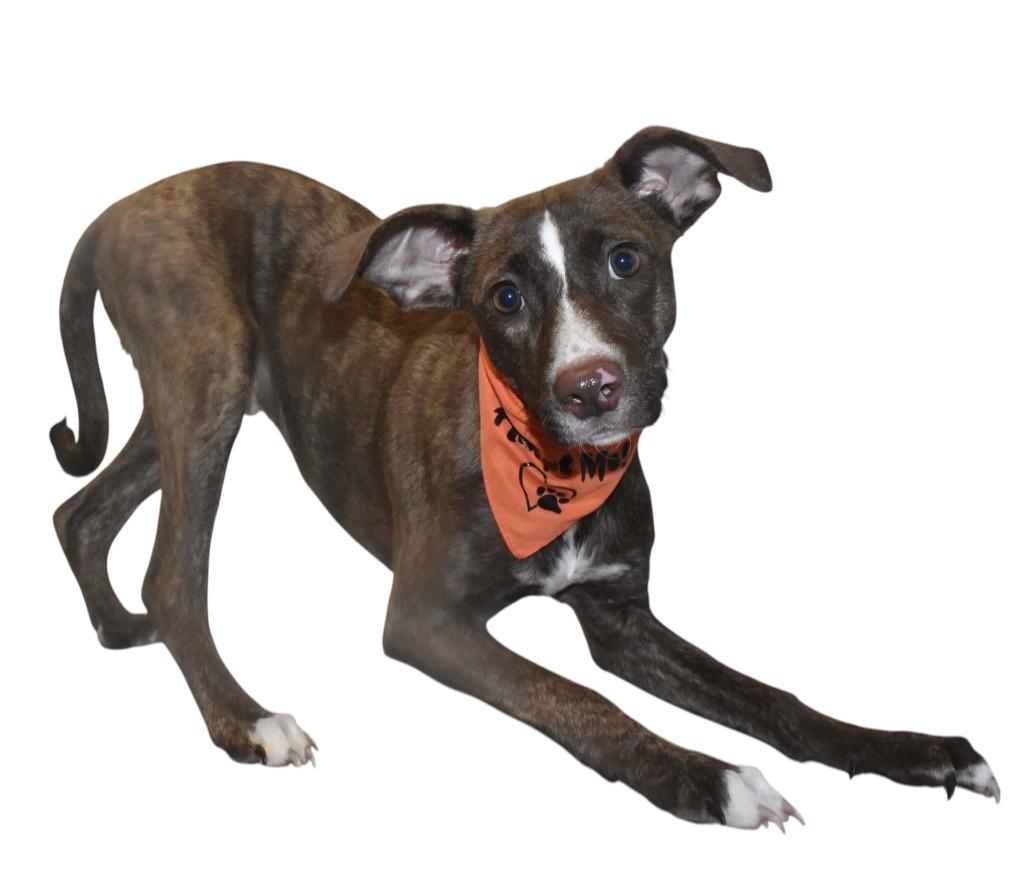 Dobby, a Adoptable Terrier in Springfield, OH image 3/4