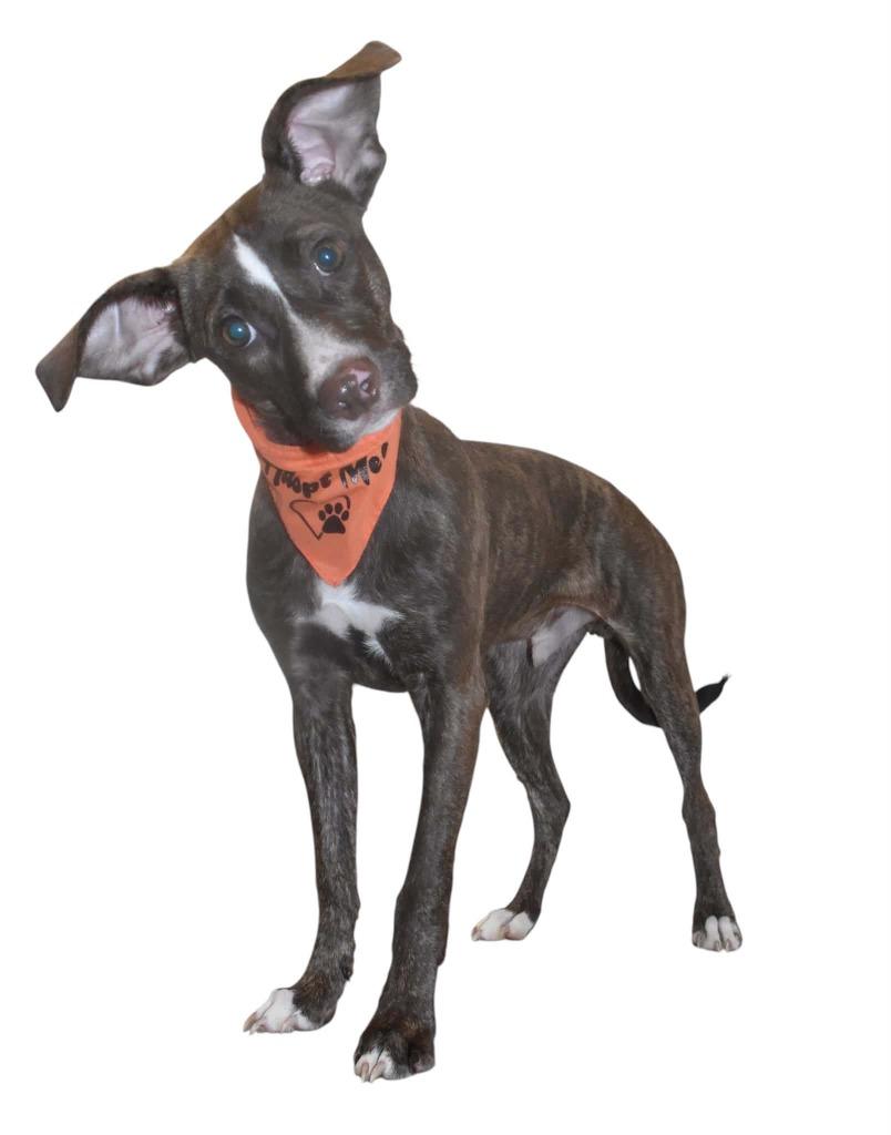 Dobby, a Adoptable Terrier in Springfield, OH image 4/4