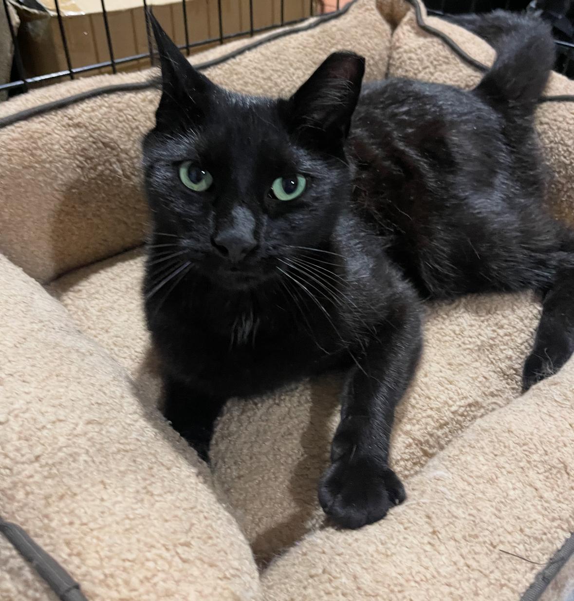 Angel (His name says it all!), a Adoptable mixed breed in Staten Island, NY image 3/5