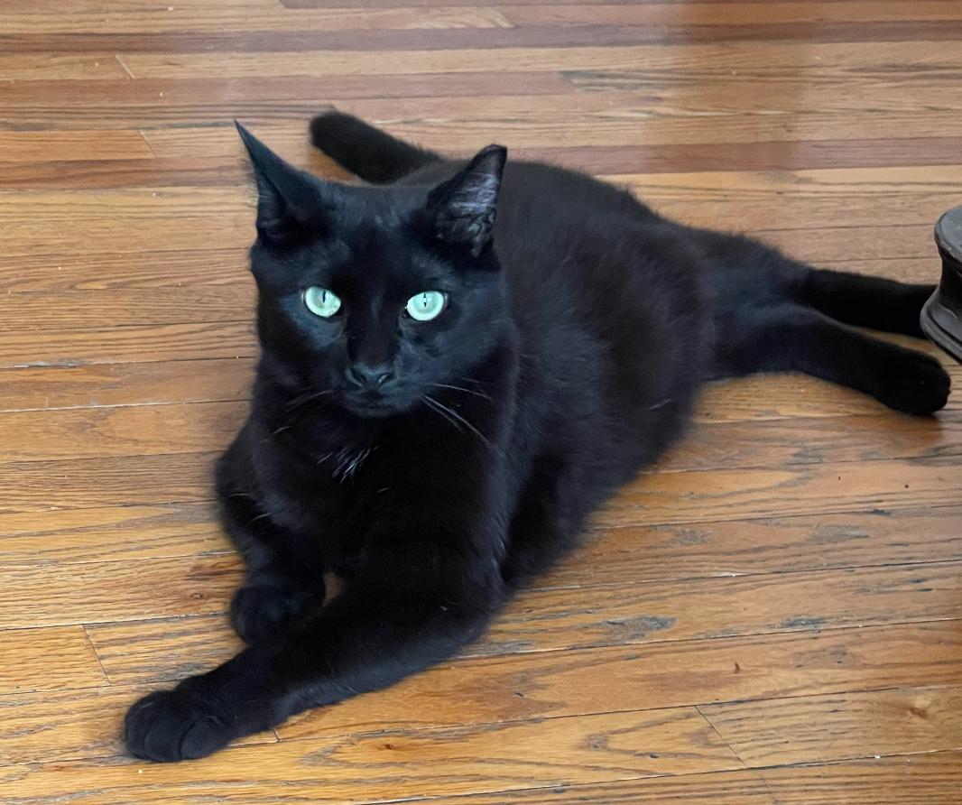 Angel (His name says it all!), a Adoptable mixed breed in Staten Island, NY image 5/5