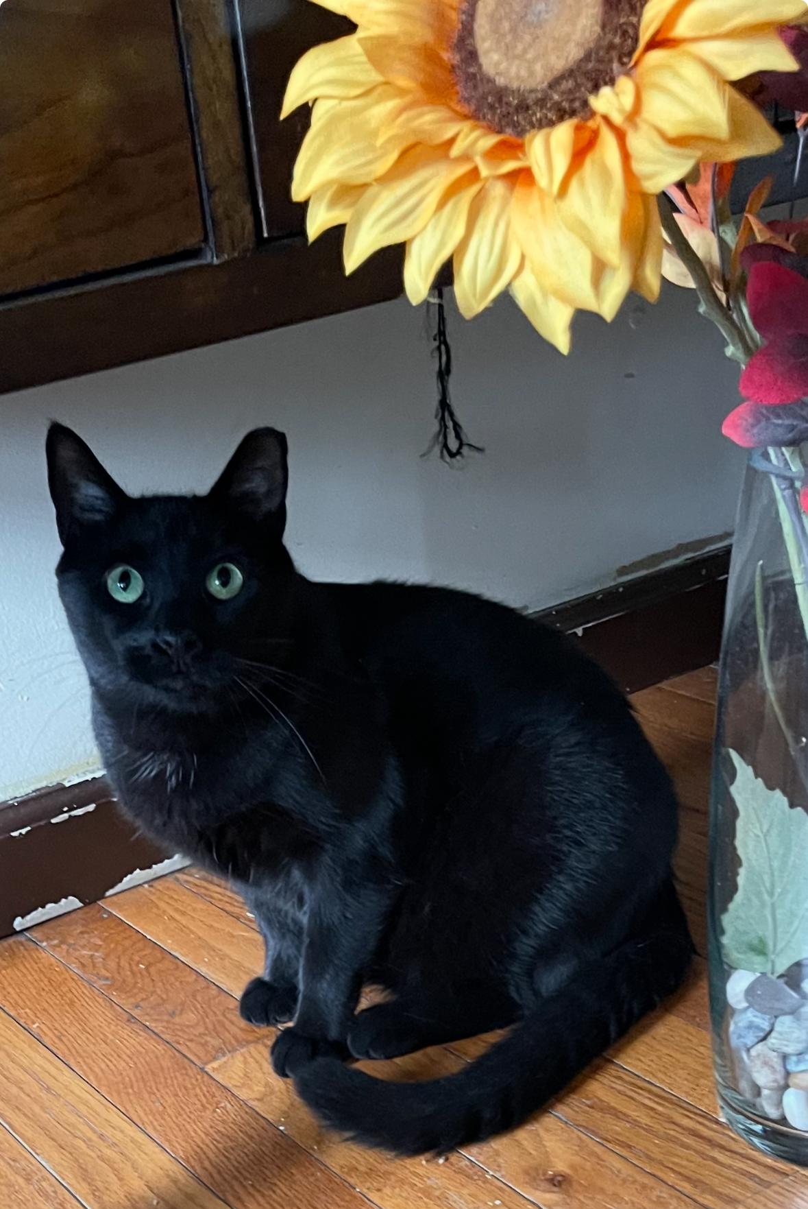 Angel (His name says it all!), Adoptable, Adult Male Domestic Short Hair & Bombay.