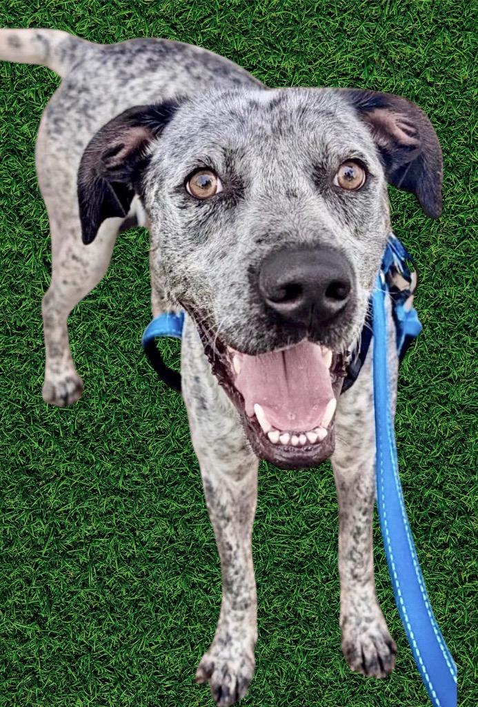 Enlarge Tahoe - Adoption Fee Sponsored!, a Adoptable mixed breed in Fort Myers, FL image 1/4