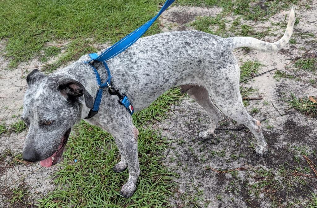 Enlarge Tahoe - Adoption Fee Sponsored!, a Adopted mixed breed in Fort Myers, FL image 1/4