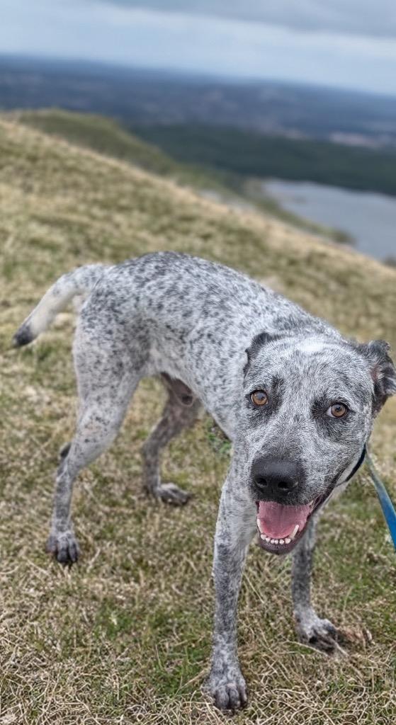 Enlarge Tahoe - Adoption Fee Sponsored!, a Adoptable mixed breed in Fort Myers, FL image 4/4