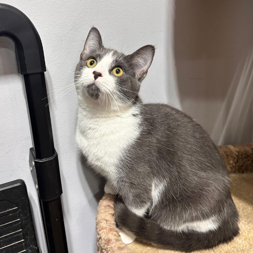 Stella, Adoptable, Young Female Domestic Short Hair.