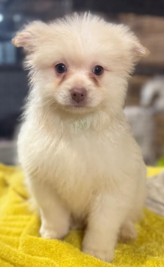 Enlarge Riley Jace, a Adopted Pomeranian in Crossville, TN image 1/3