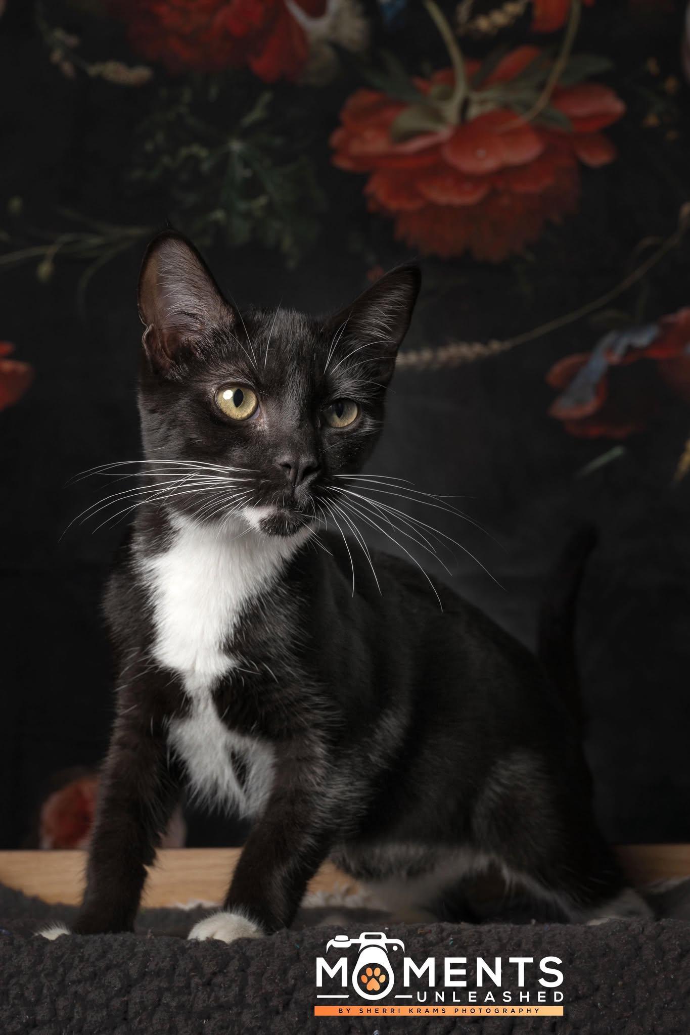 Sauerkraut, a Adoptable Domestic Short Hair in Myakka City, FL image 1/5