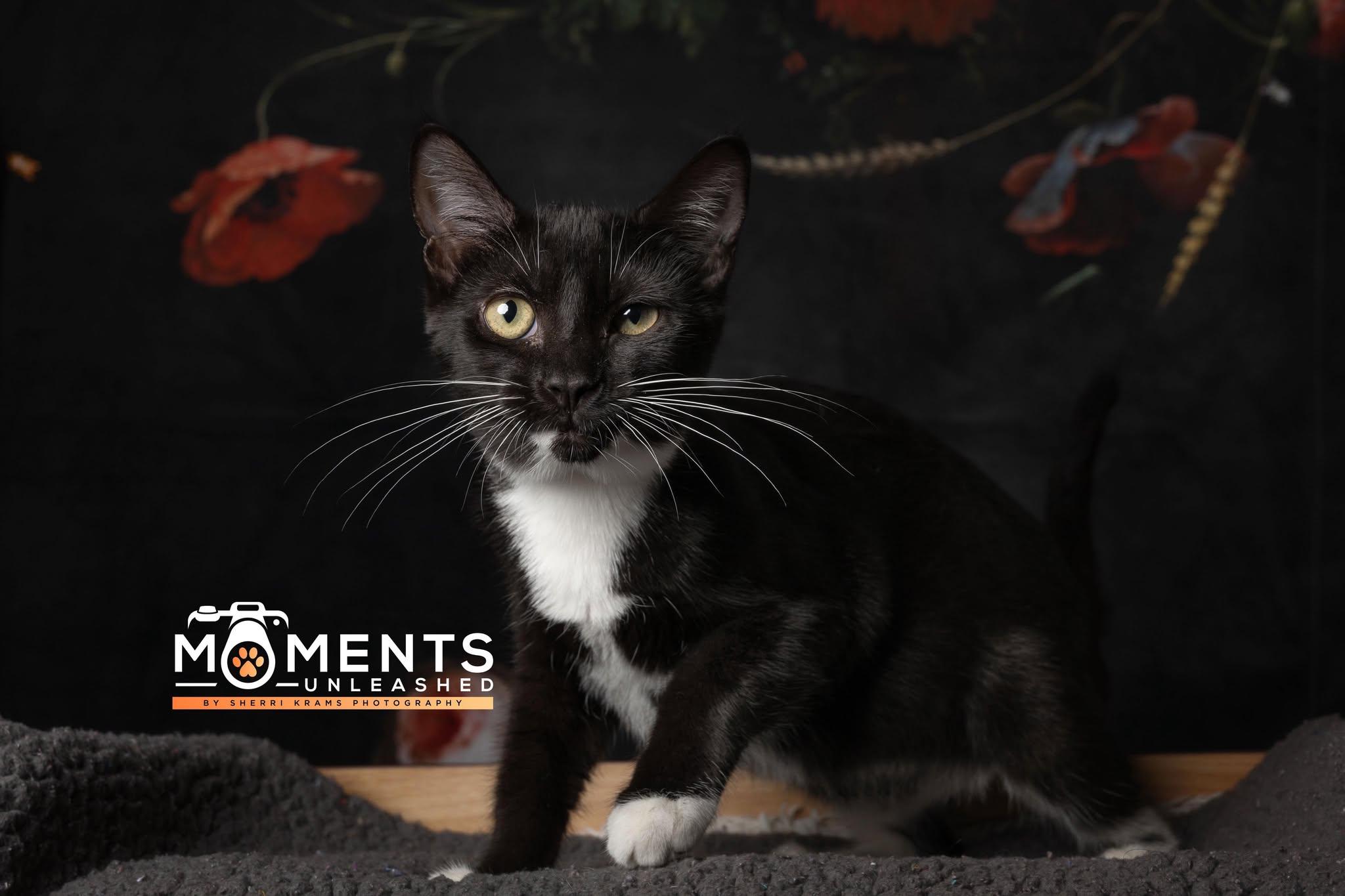 Sauerkraut, a Adoptable Domestic Short Hair in Myakka City, FL image 2/5