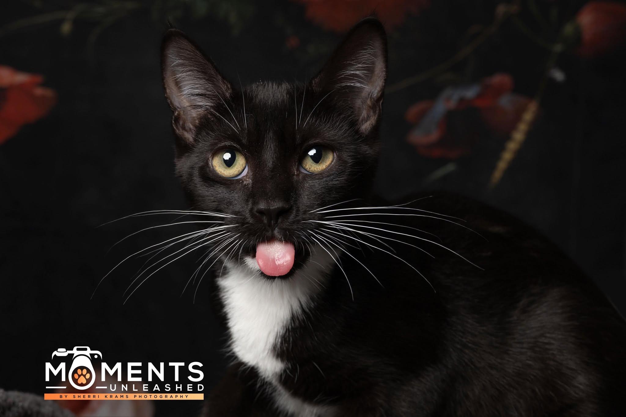 Sauerkraut, a Adoptable Domestic Short Hair in Myakka City, FL image 3/5