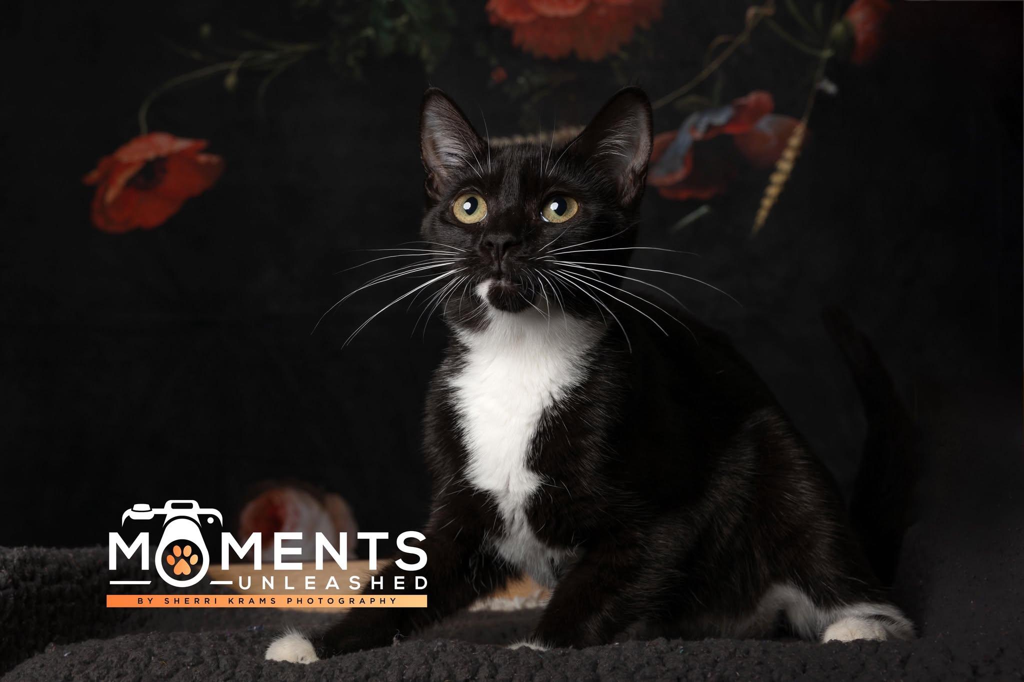 Sauerkraut, a Adoptable Domestic Short Hair in Myakka City, FL image 4/5