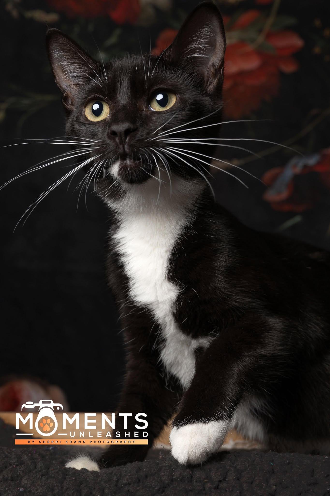 Sauerkraut, a Adoptable Domestic Short Hair in Myakka City, FL image 5/5