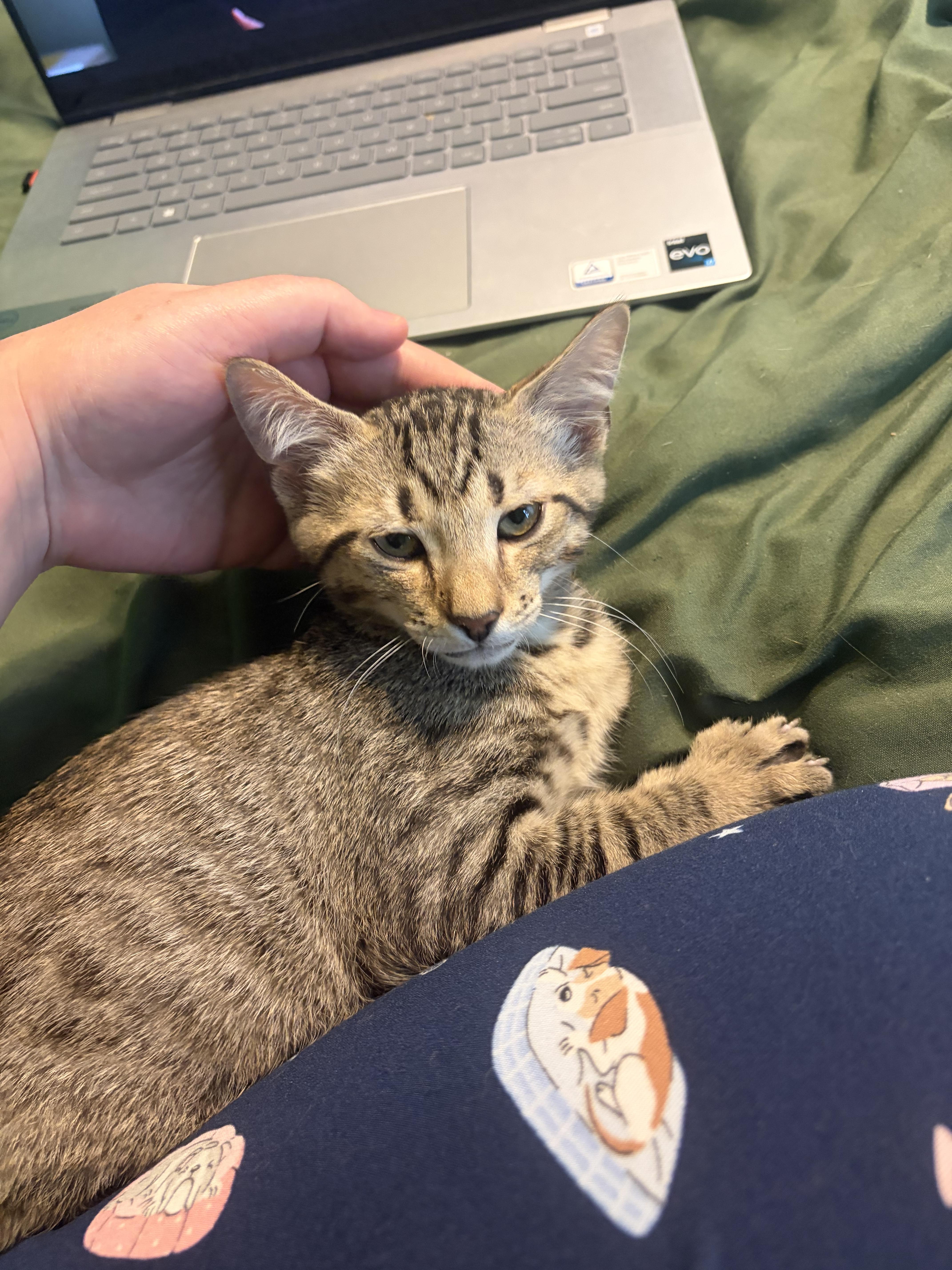 Salsa, a Adoptable Domestic Short Hair in Boston, MA image 1/6