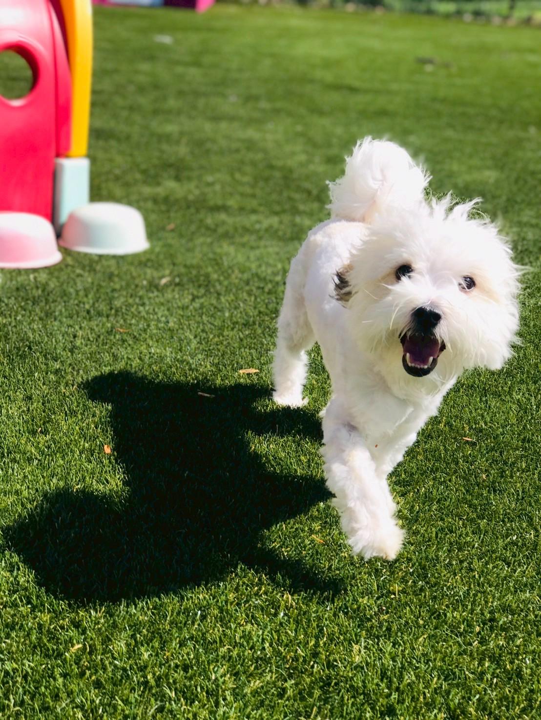 Enlarge Liam , an adopted Maltipoo in POTOMAC, MD image 5/6