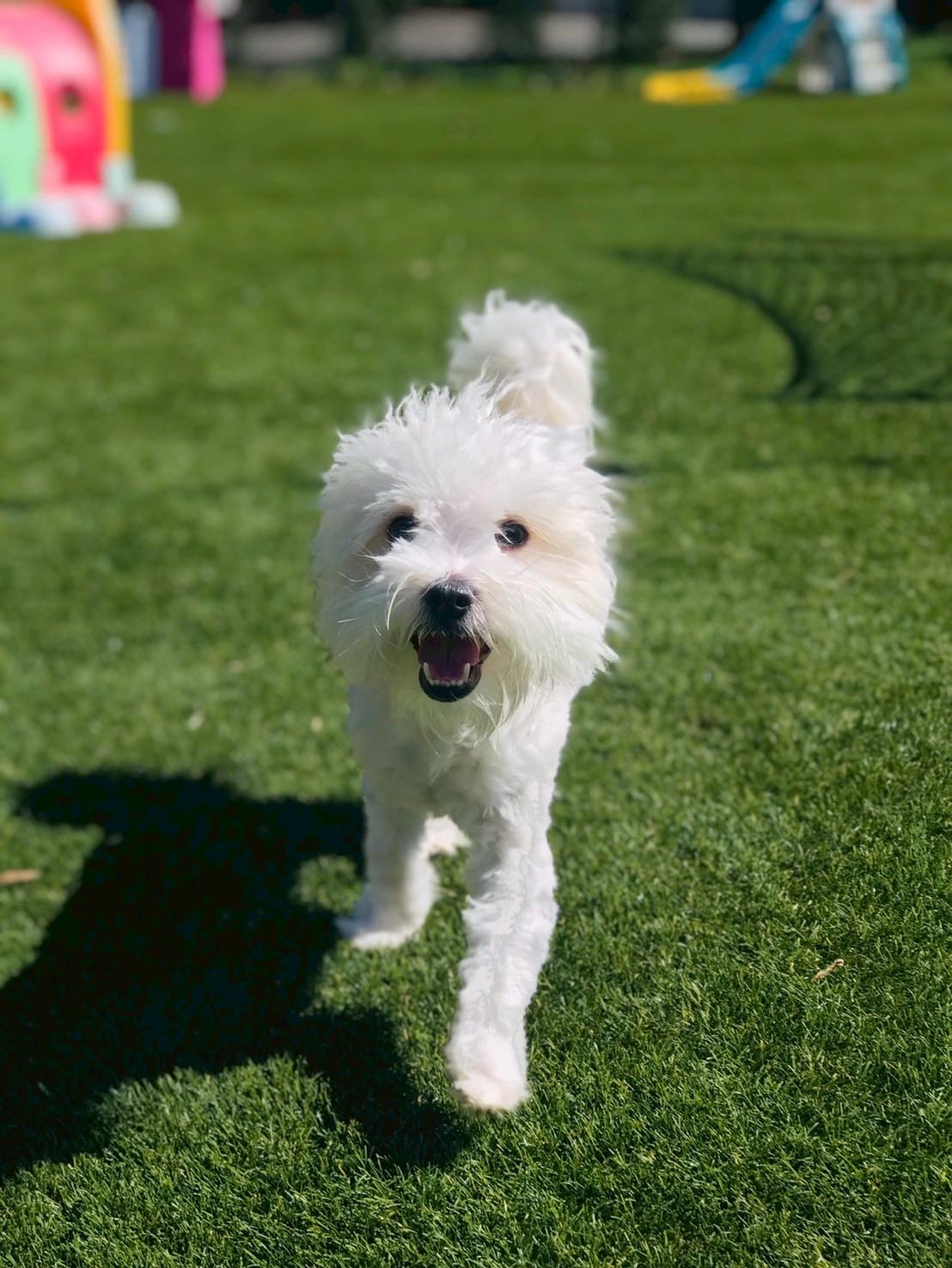Enlarge Liam , an adopted Maltipoo in POTOMAC, MD image 6/6