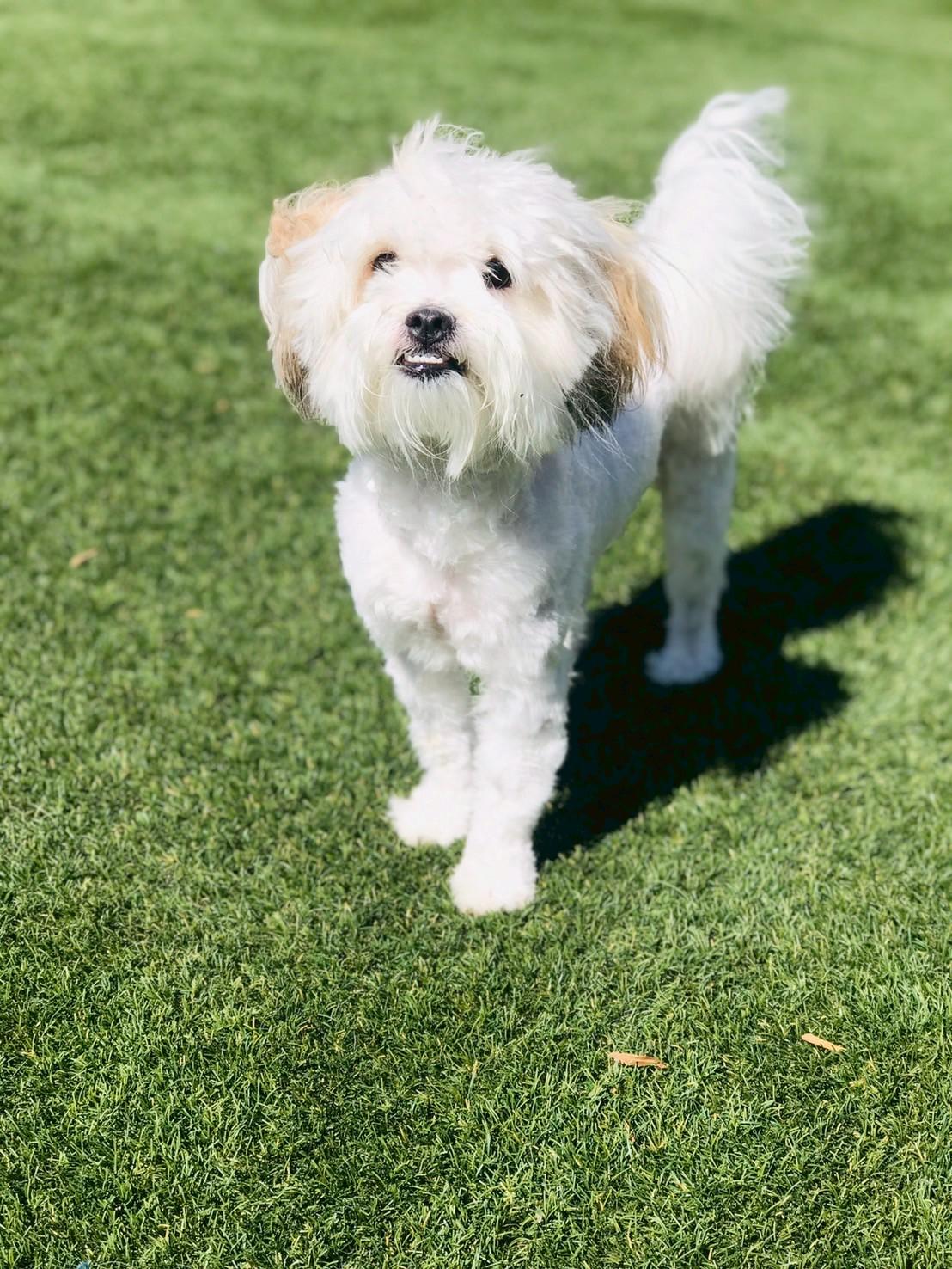 Enlarge Liam , an adopted Maltipoo in POTOMAC, MD image 2/6