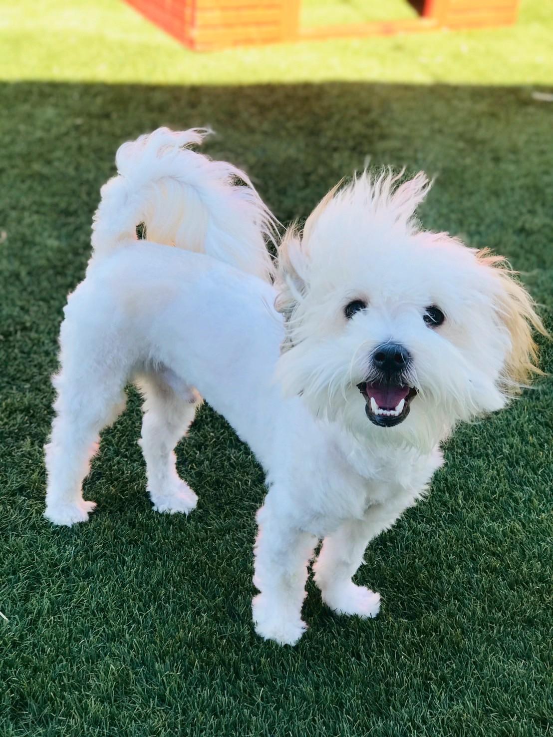 Liam , adopted, Young Male Maltipoo.