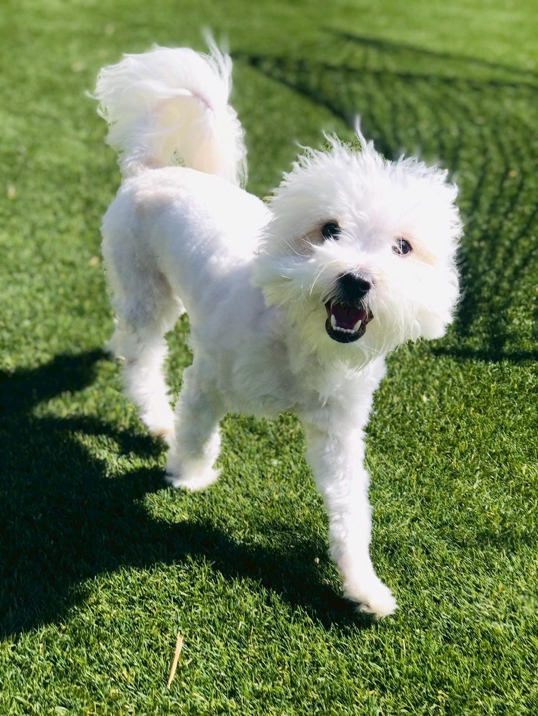 Enlarge Liam , an adopted Maltipoo in POTOMAC, MD image 4/6