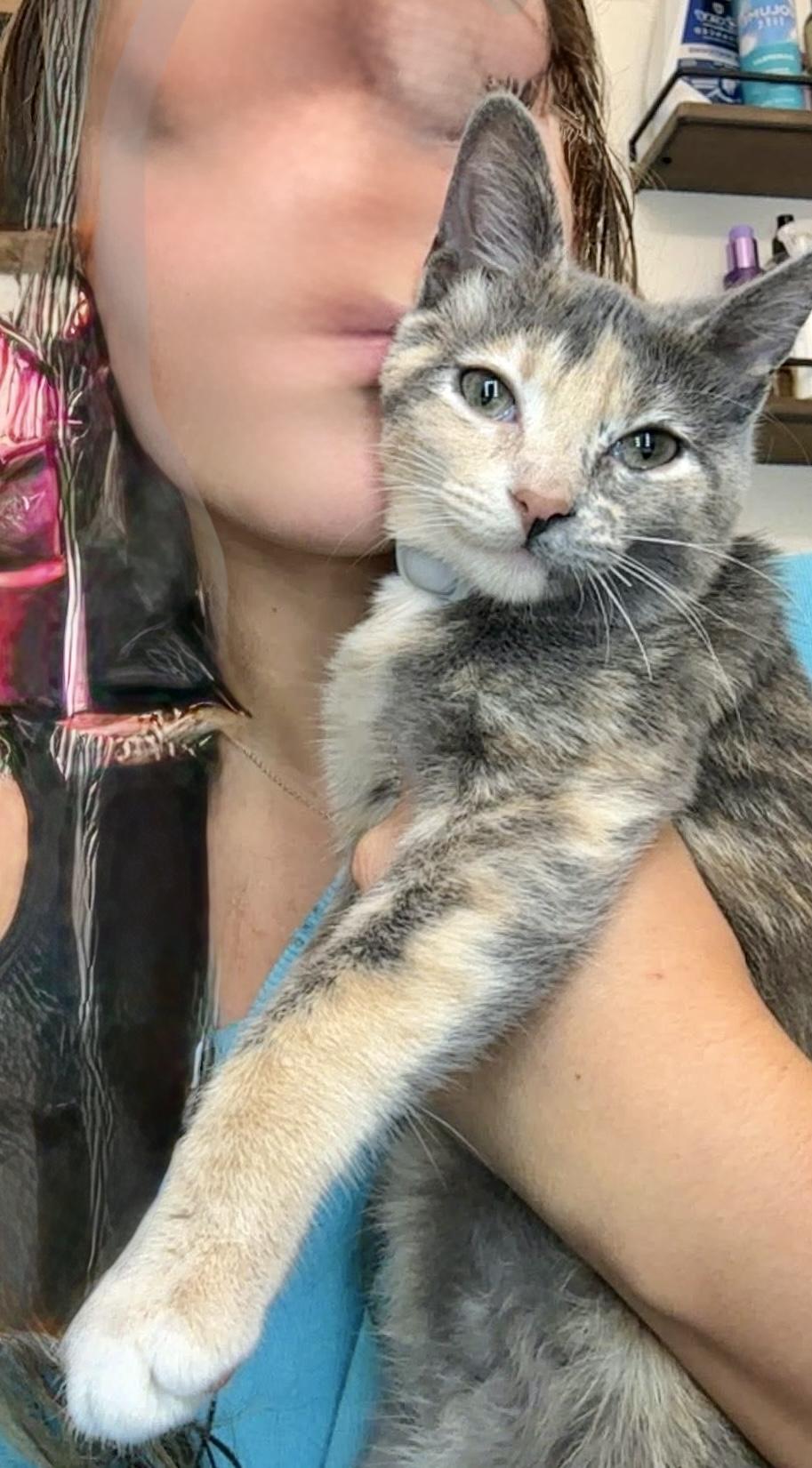 Enlarge Kira (my friends call me Kiki), a Adopted mixed breed in Sugar Land, TX image 3/6