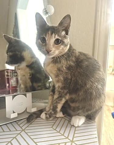 Enlarge Kira (my friends call me Kiki), a Adopted mixed breed in Sugar Land, TX image 1/6