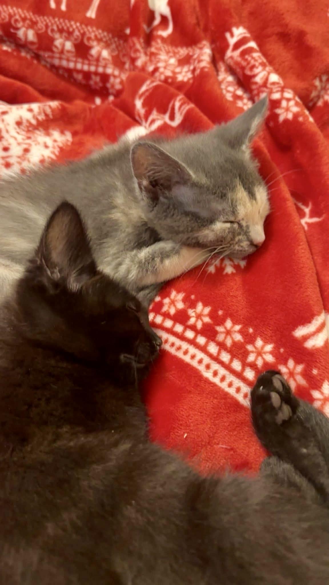 Enlarge Kira (my friends call me Kiki), a Adopted mixed breed in Sugar Land, TX image 6/6