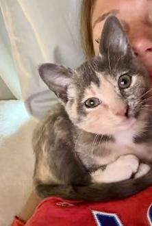 Enlarge Kira (my friends call me Kiki), a Adopted mixed breed in Sugar Land, TX image 5/6