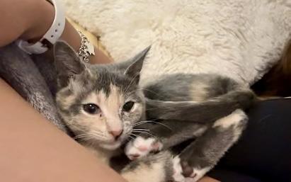 Enlarge Kira (my friends call me Kiki), a Adopted mixed breed in Sugar Land, TX image 4/6