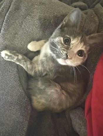 Enlarge Kira (my friends call me Kiki), a Adopted mixed breed in Sugar Land, TX image 2/6