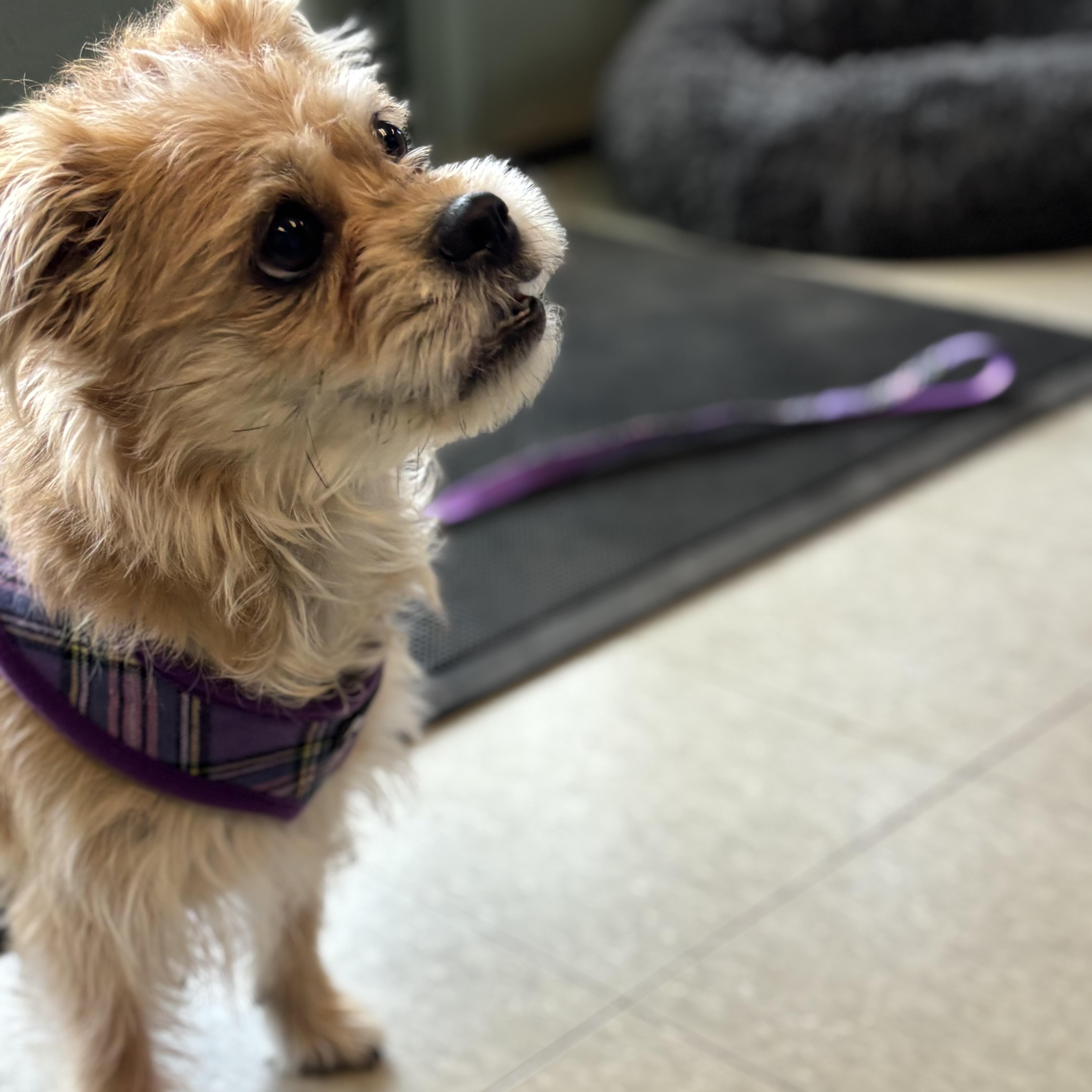 Enlarge  Bella , an adopted mixed breed in Stamford, CT image 3/6