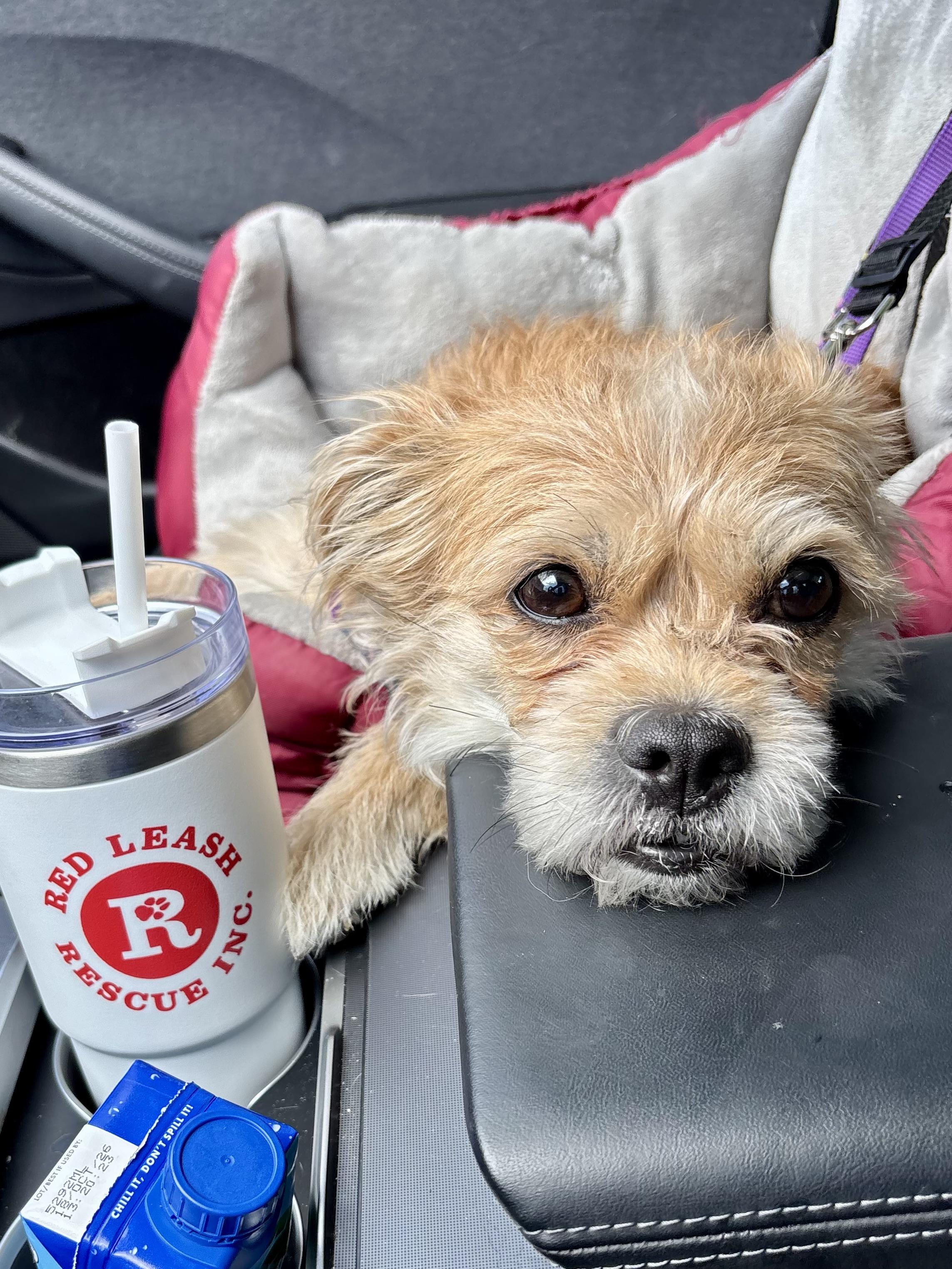 Enlarge  Bella , an adopted mixed breed in Stamford, CT image 4/6