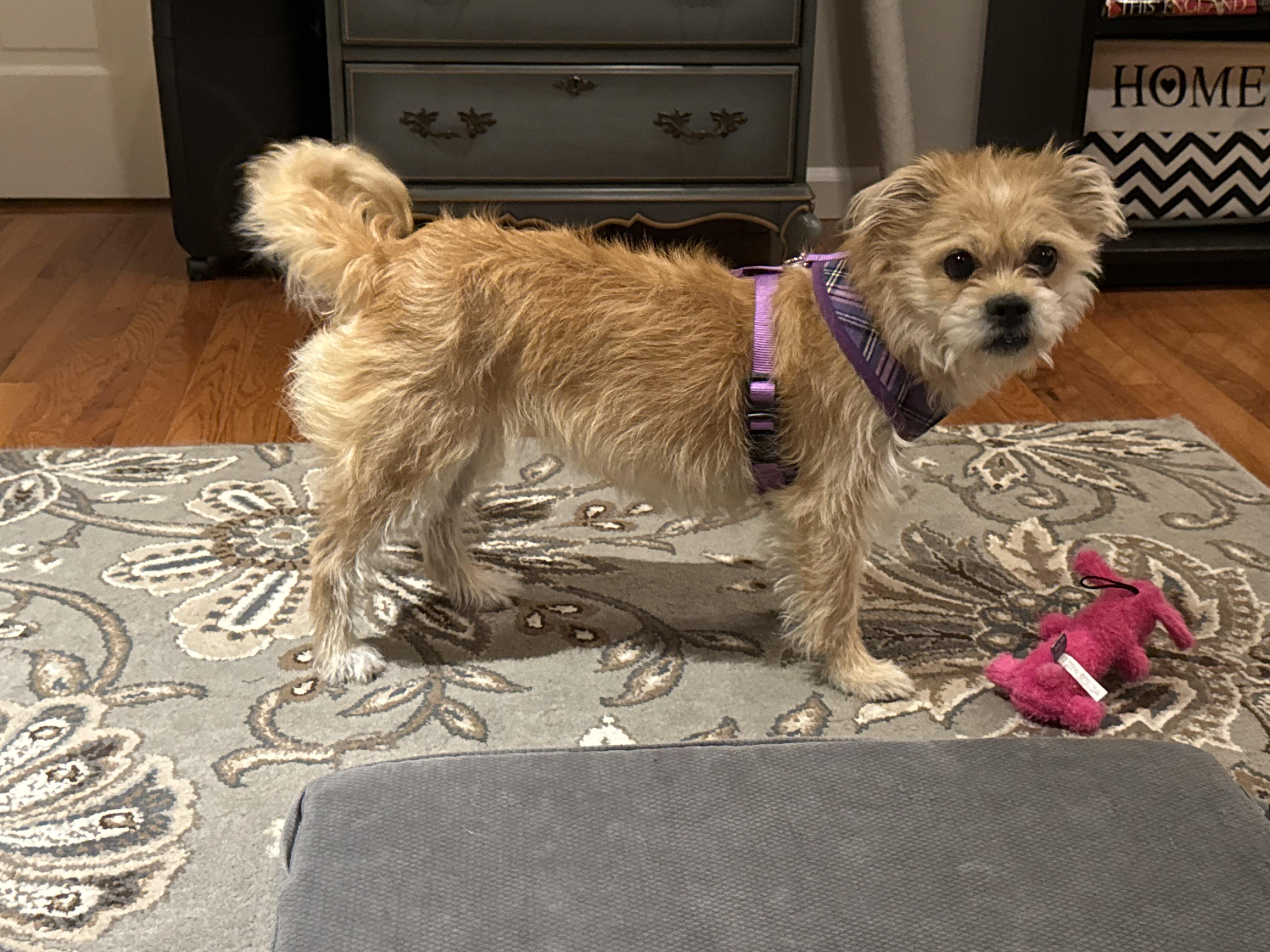Enlarge  Bella , an adopted mixed breed in Stamford, CT image 5/6