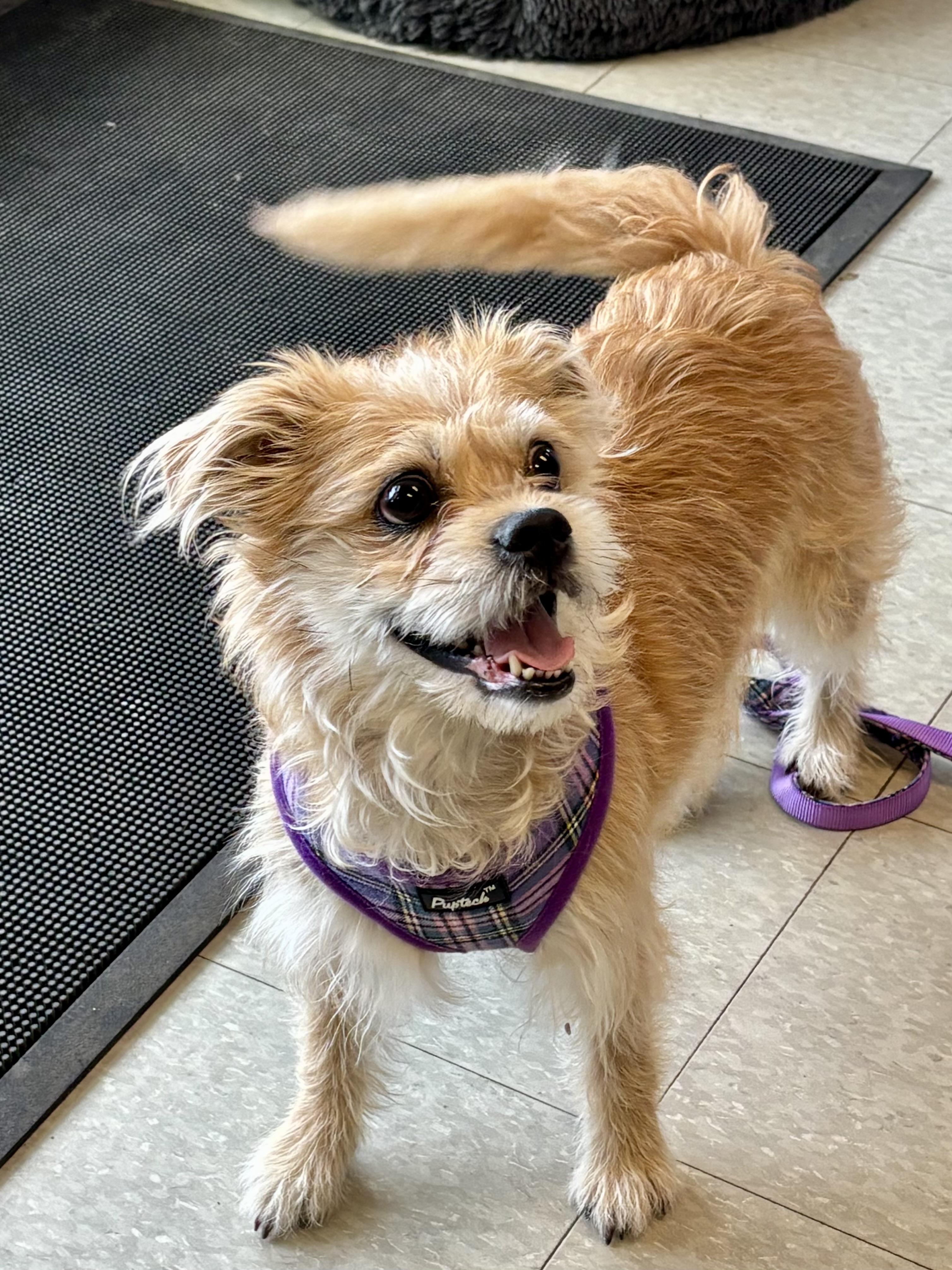  Bella , adopted, Adult Female Cairn Terrier & Shih Tzu.