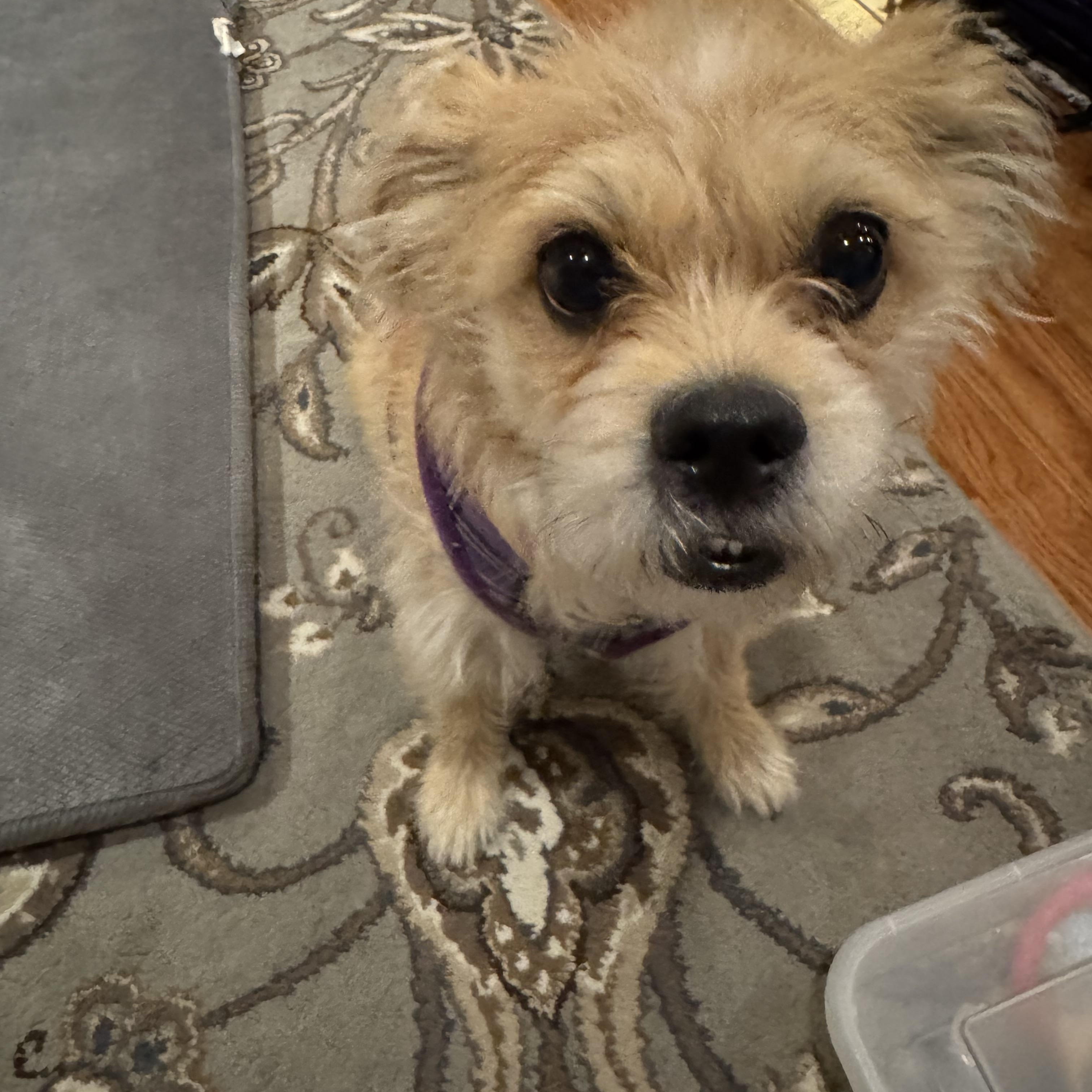 Enlarge  Bella , an adopted mixed breed in Stamford, CT image 6/6