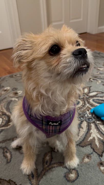 Enlarge  Bella , an adopted mixed breed in Stamford, CT video 2/6