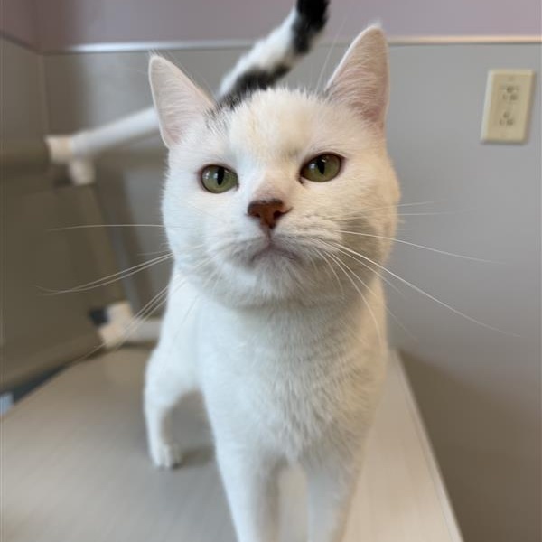 Enlarge Captiva, a ADOPTABLE Domestic Short Hair in Cooperstown, NY image 1/4