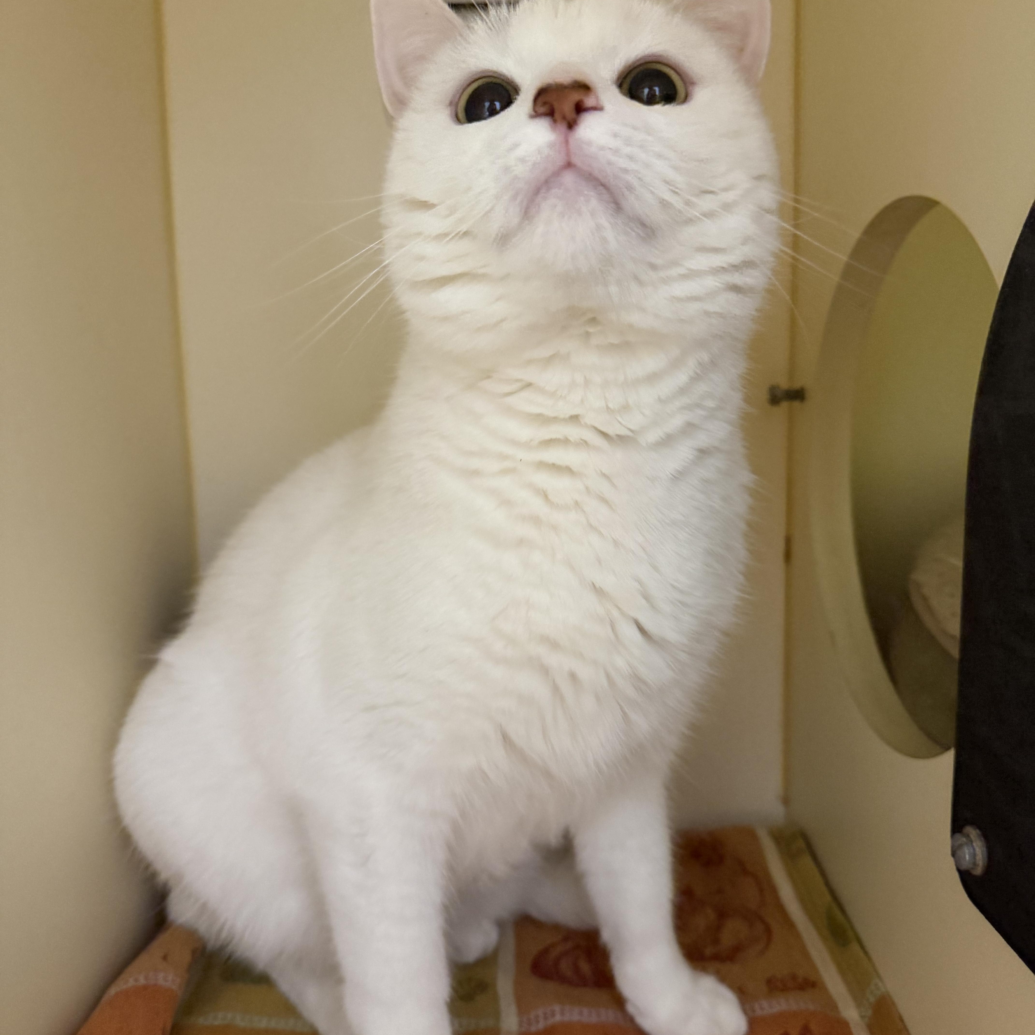 Enlarge Captiva, a ADOPTABLE Domestic Short Hair in Cooperstown, NY image 4/4