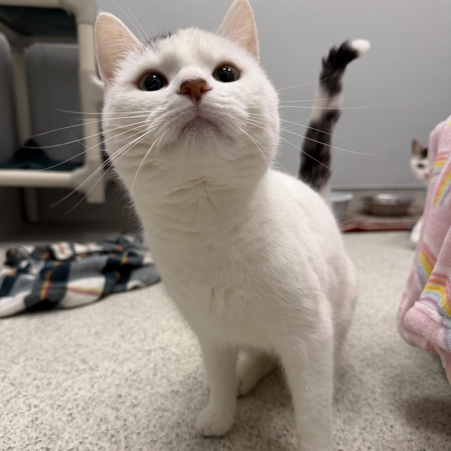 Enlarge Captiva, a ADOPTABLE Domestic Short Hair in Cooperstown, NY image 3/4