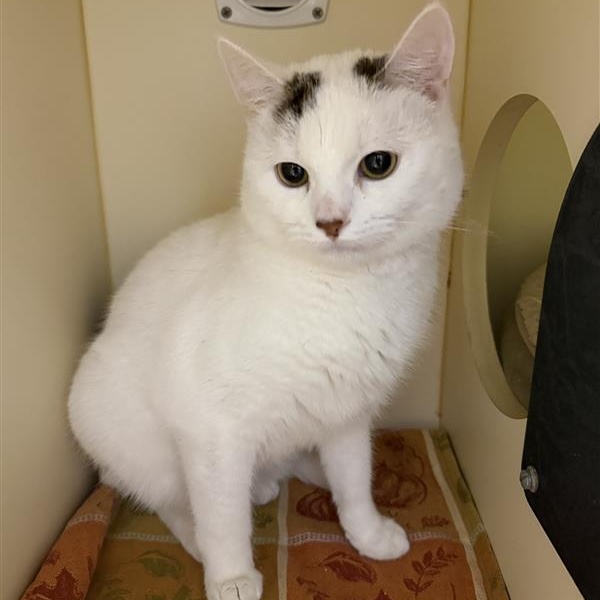 Enlarge Captiva, a ADOPTABLE Domestic Short Hair in Cooperstown, NY image 2/4