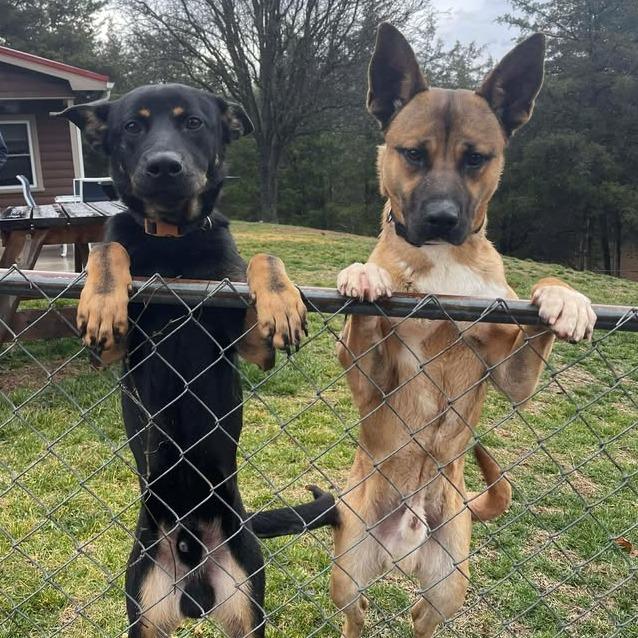 Enlarge Buster, a Adoptable Shepherd in Jefferson city, TN image 1/3