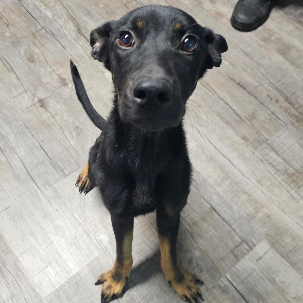 Enlarge Buster, a Adoptable Shepherd in Jefferson city, TN image 1/2