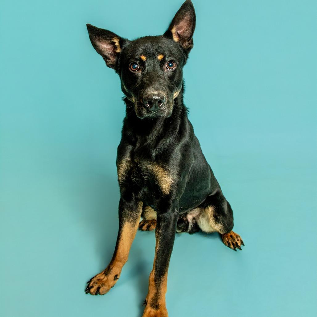 Enlarge Buster, a Adoptable Shepherd in Jefferson city, TN image 2/2