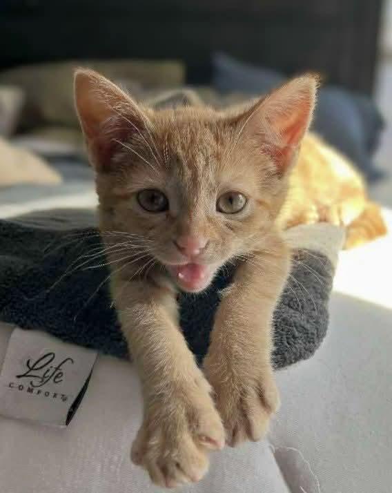 Eloise, Adopted, Kitten Female Domestic Short Hair.